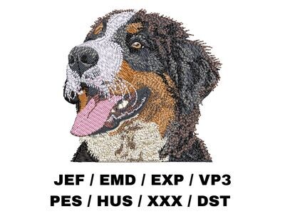 Bernese Mountain Dog 3