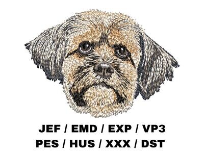 Lhasa Apso 2