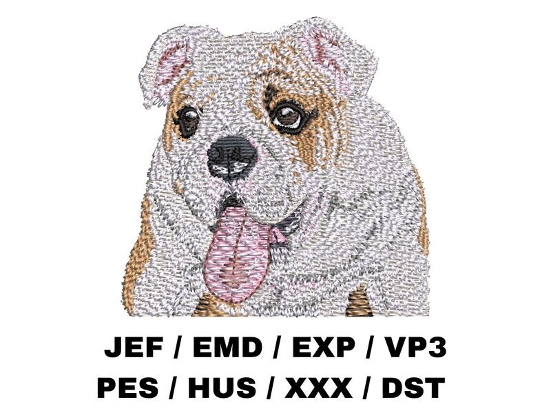 English Bulldog 1