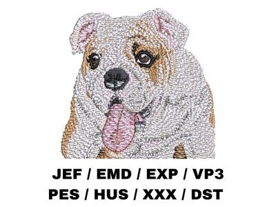 English Bulldog 1