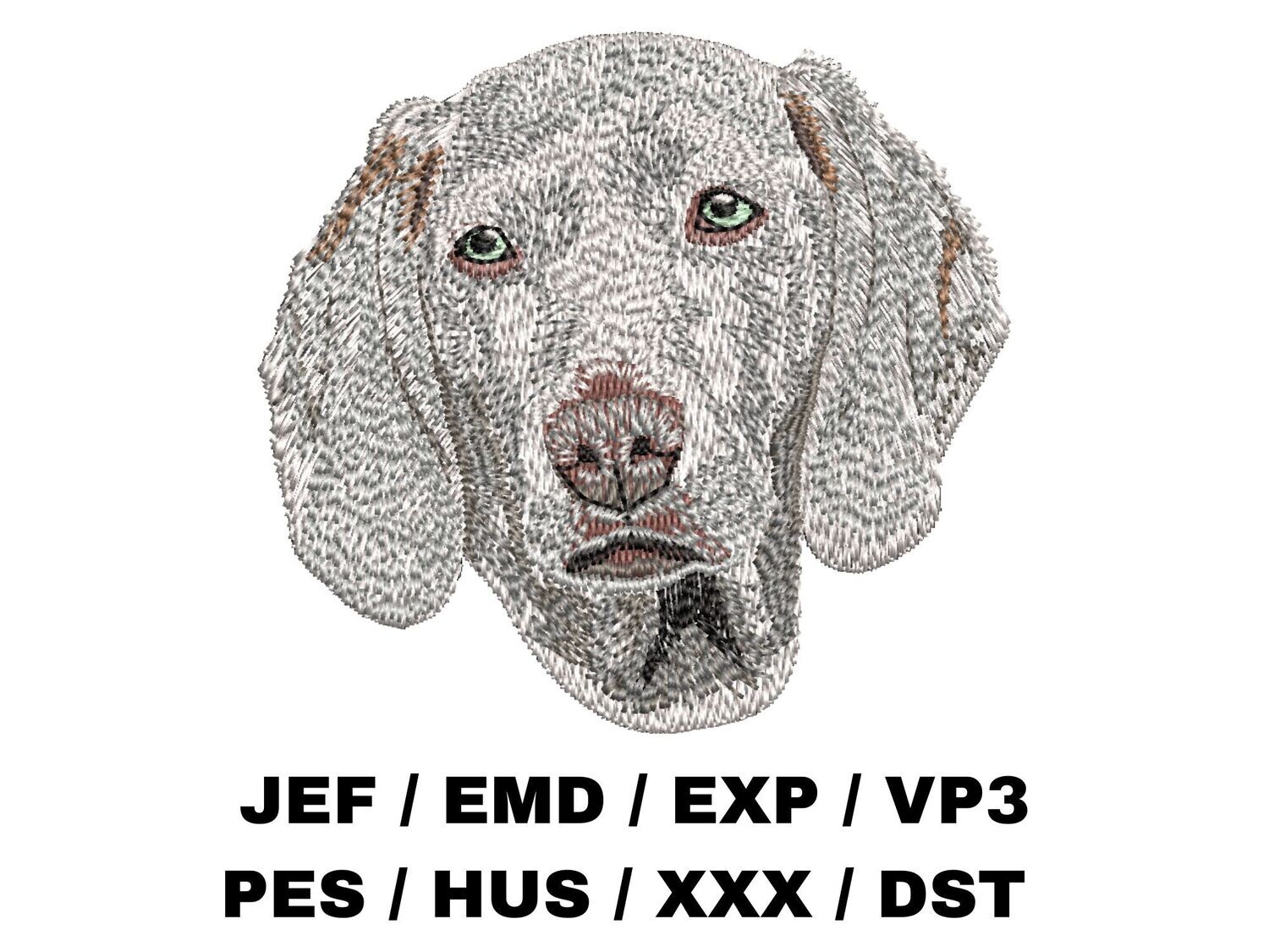 Weimaraner 1