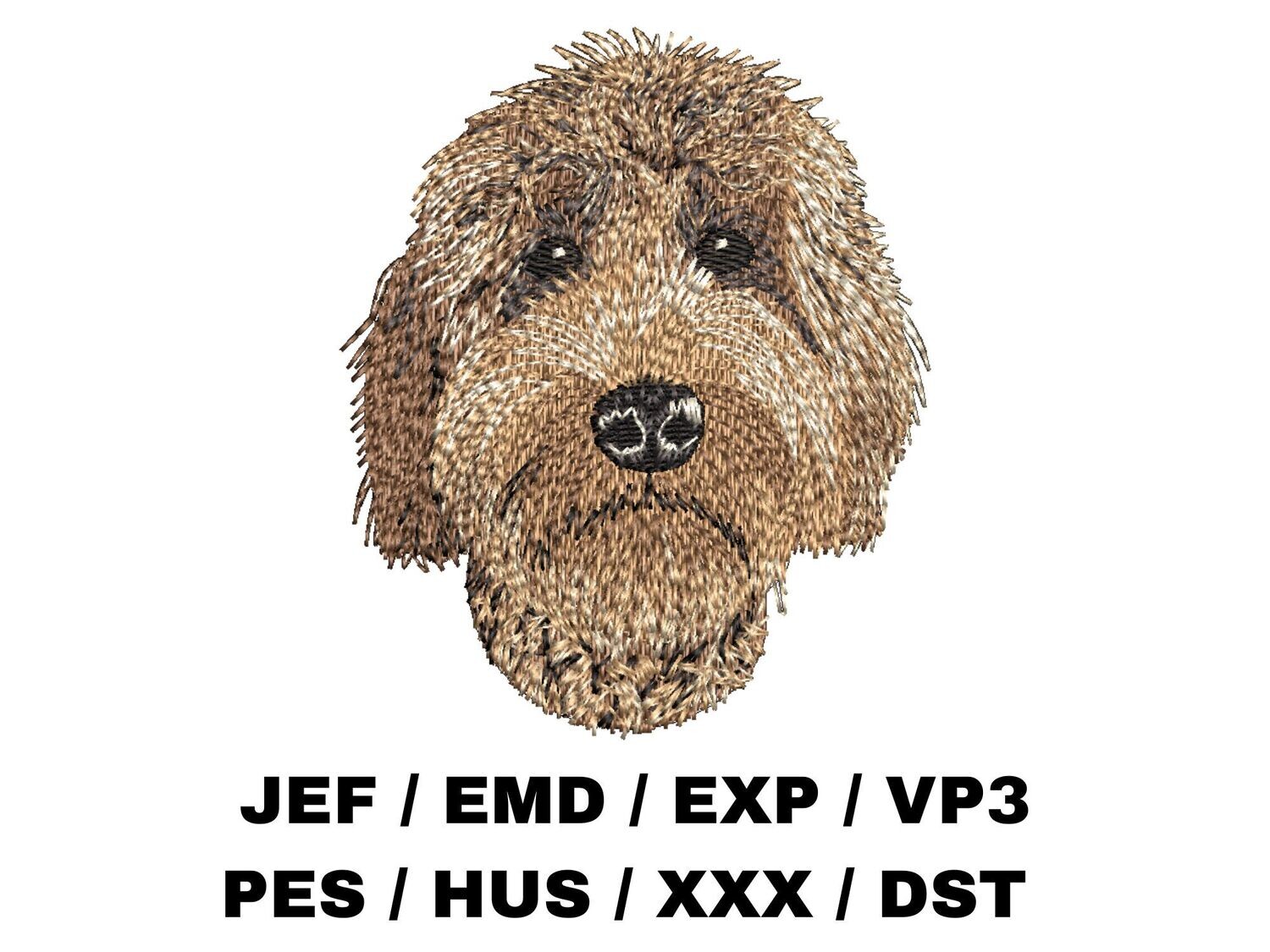 Goldendoodle 4