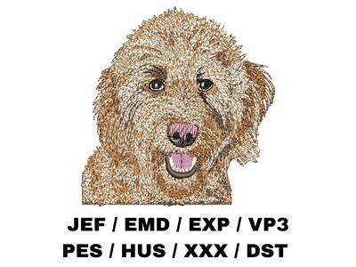 Goldendoodle 3