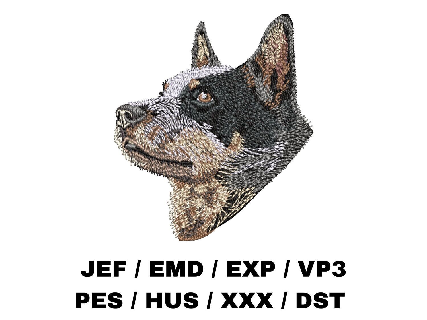 Australian Cattle Dog 1