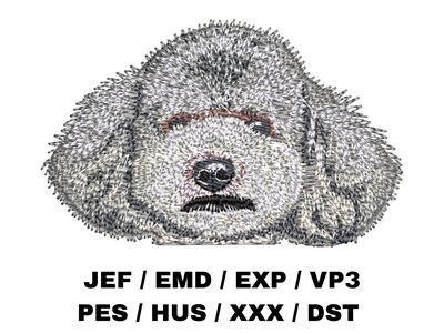 Poodle 3