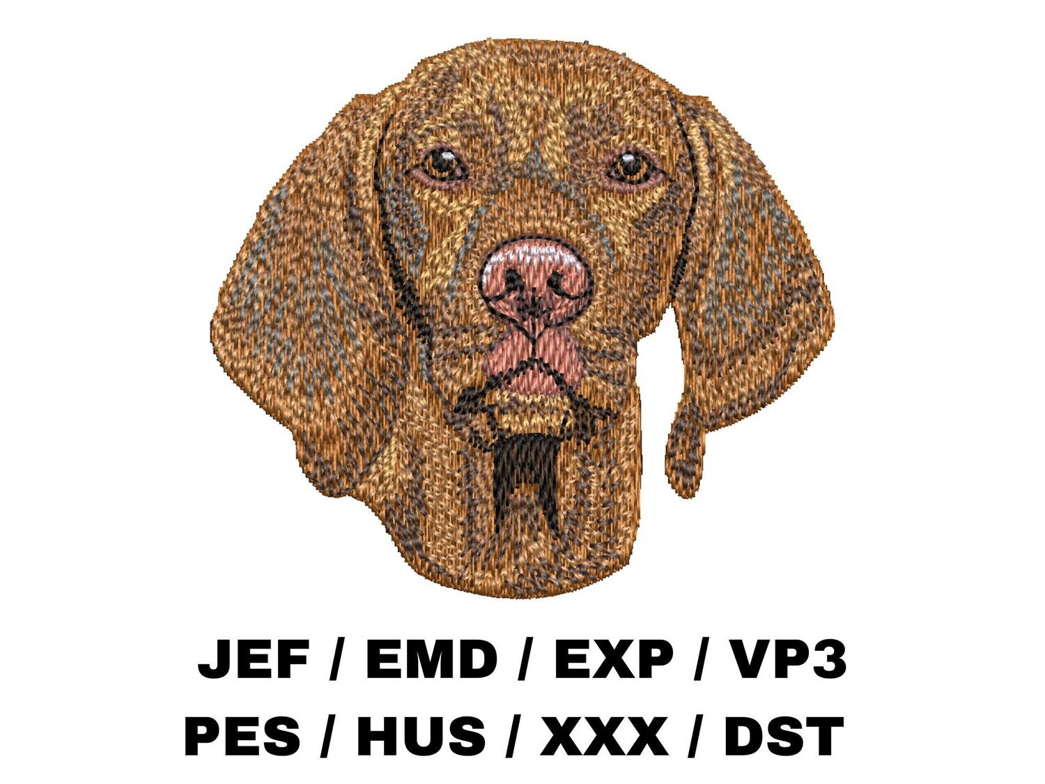 Vizsla 1