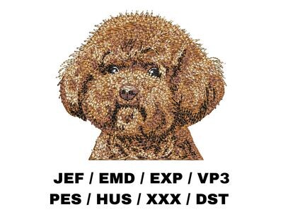 Poodle 1