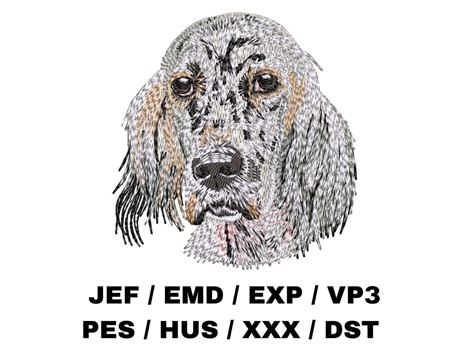 English Setter 1