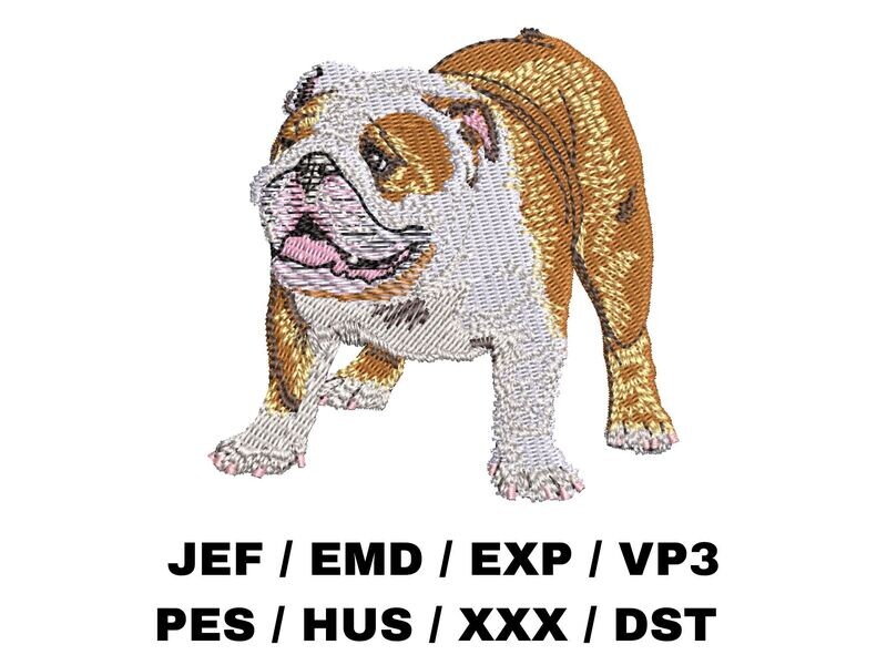 English Bulldog 2 - Full Body