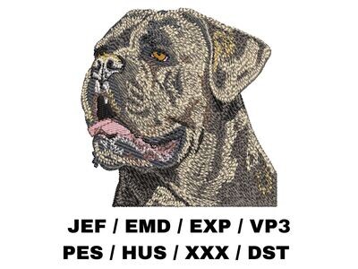 Cane Corso 2