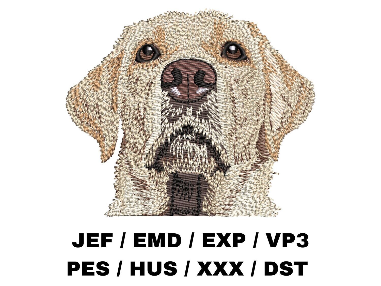 Labrador Retriever 1