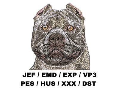 American Bully 1