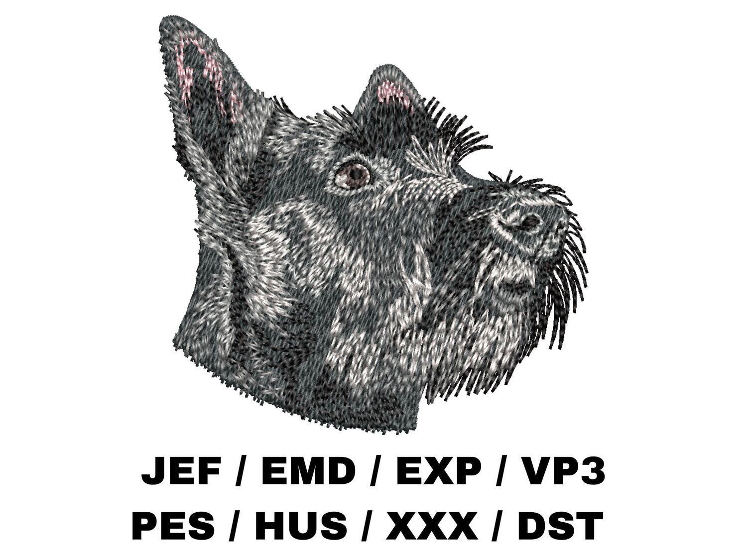Scottish Terrier 2