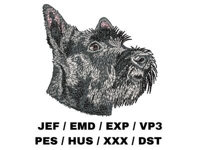 Scottish Terrier 2
