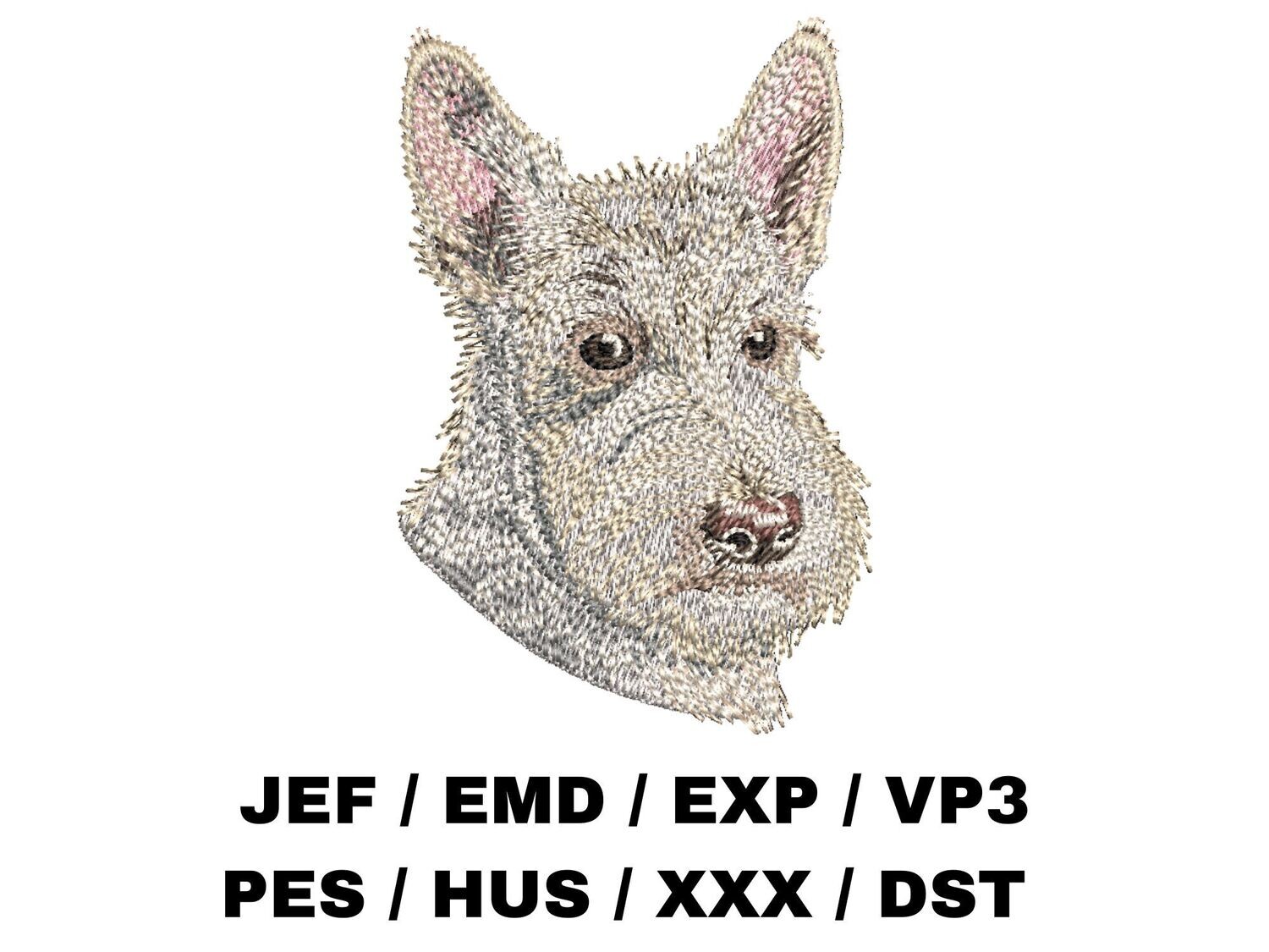 Scottish Terrier 1