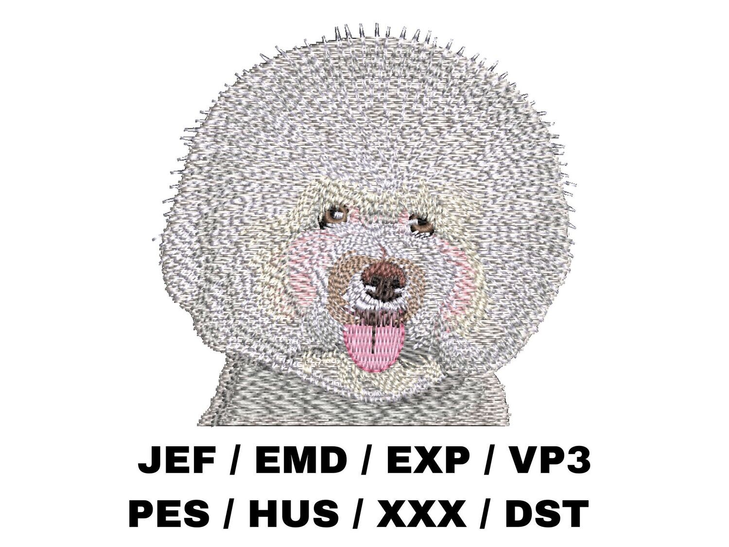 Bichon Frise 1
