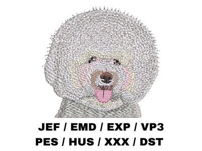 Bichon Frise 1