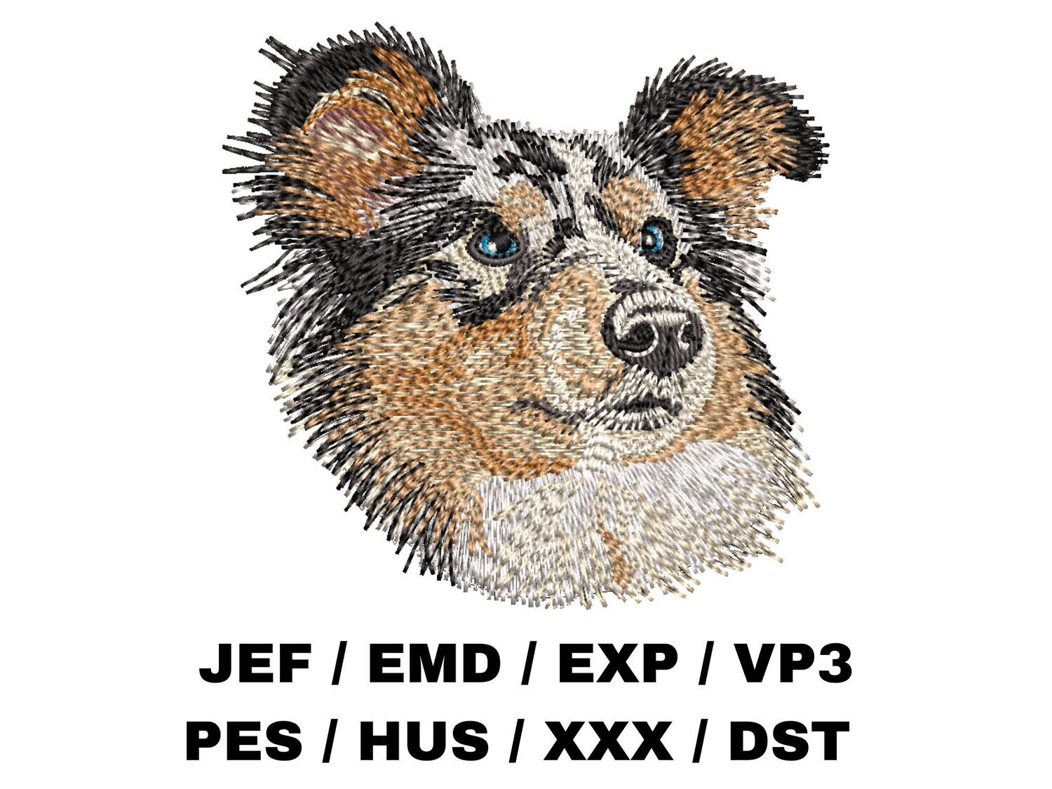 Shetland Sheepdog 2, Blue Merle