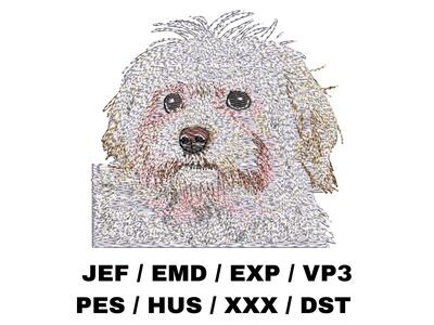 Havanese 1