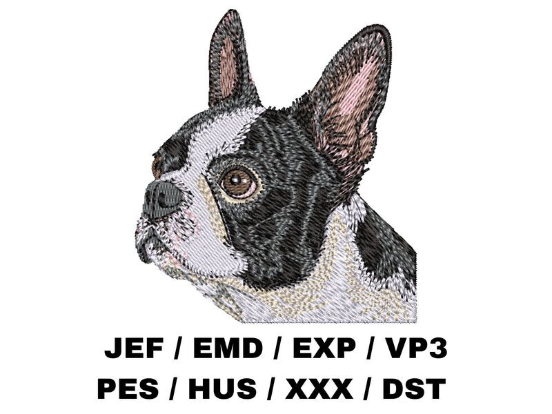 Boston Terrier 1