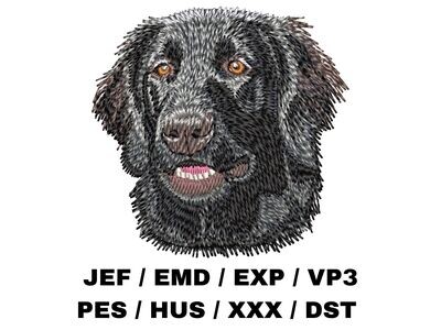 Flat-Coated Retriever 1