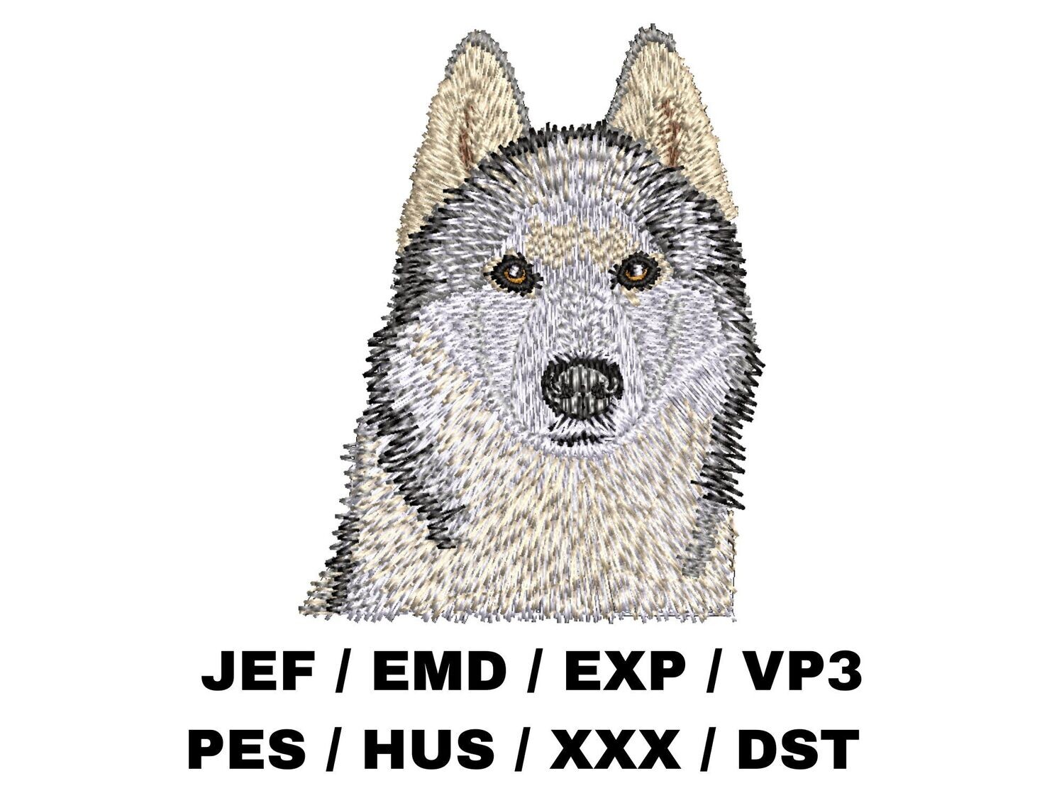 Siberian Husky 1