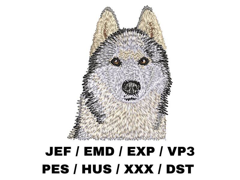 Siberian Husky 1