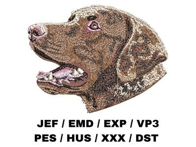 Chesapeake Bay Retriever 1