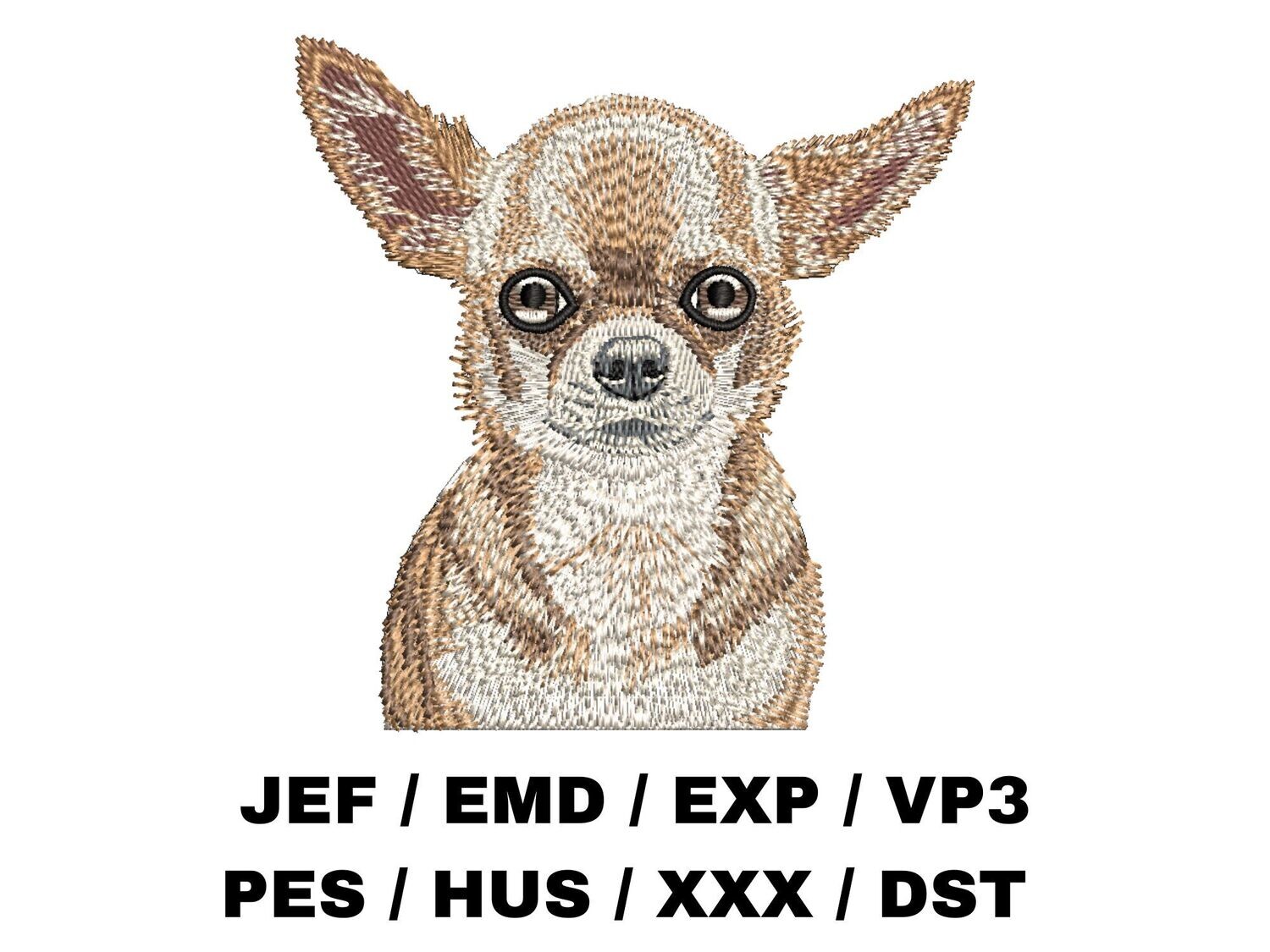 Chihuahua 1