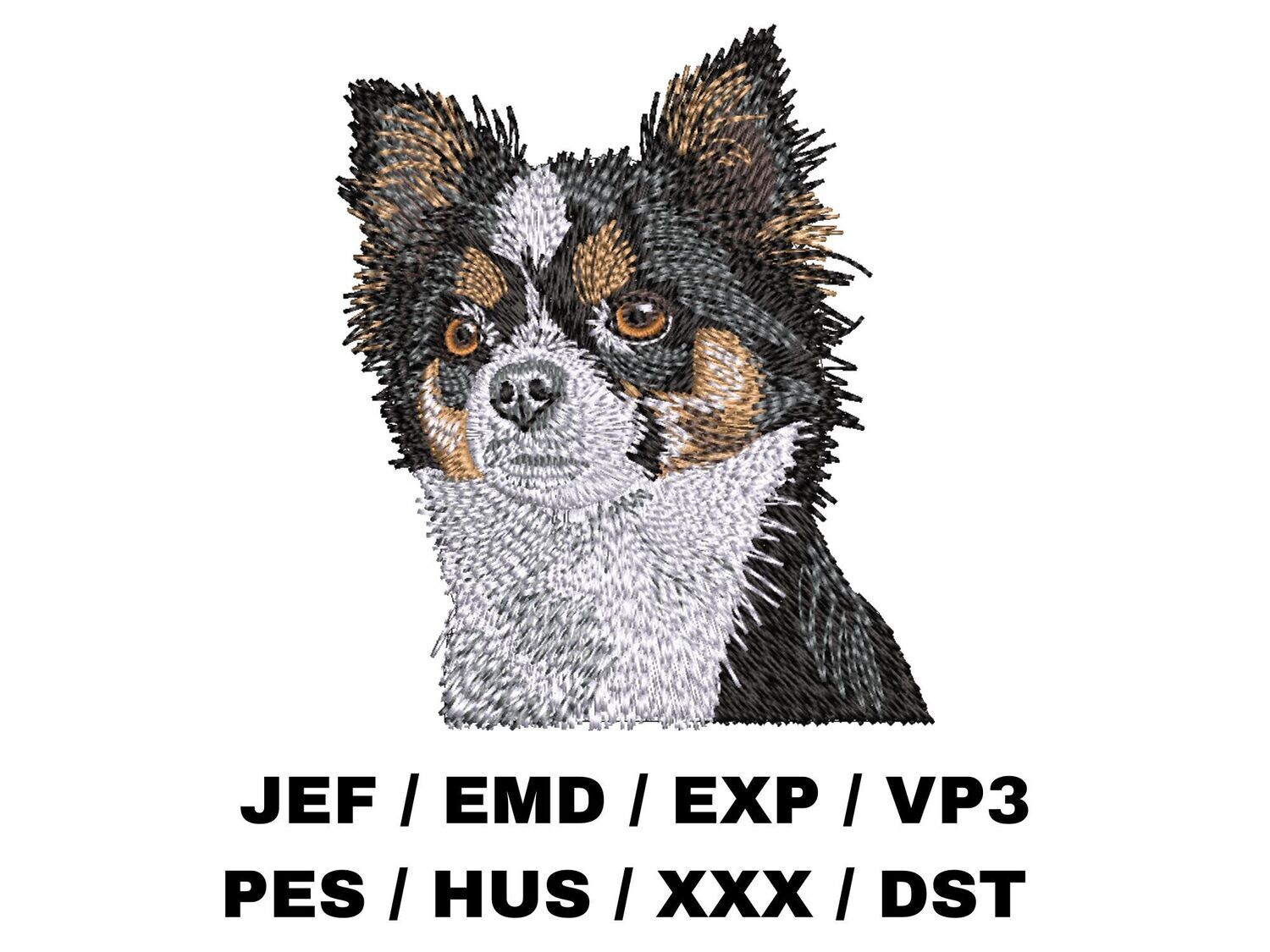 Chihuahua 2