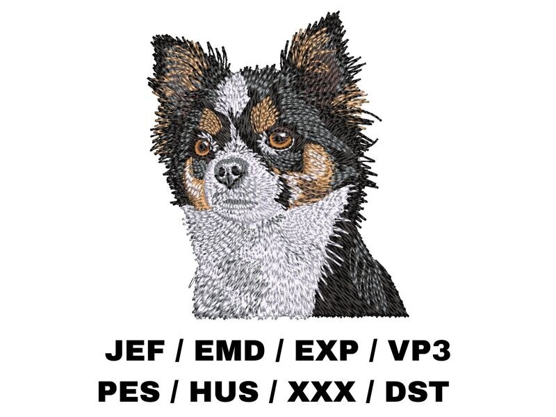 Chihuahua 2
