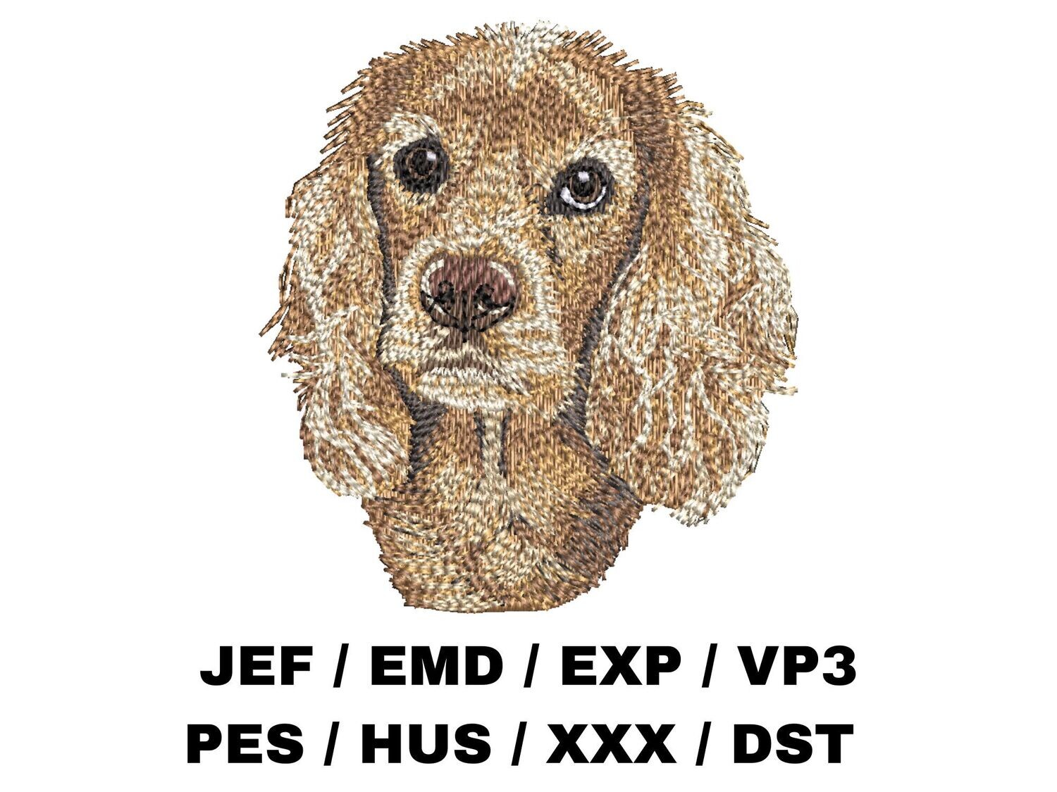 American Cocker Spaniel 1