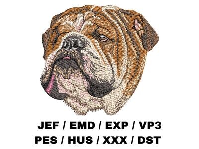 English Bulldog 3