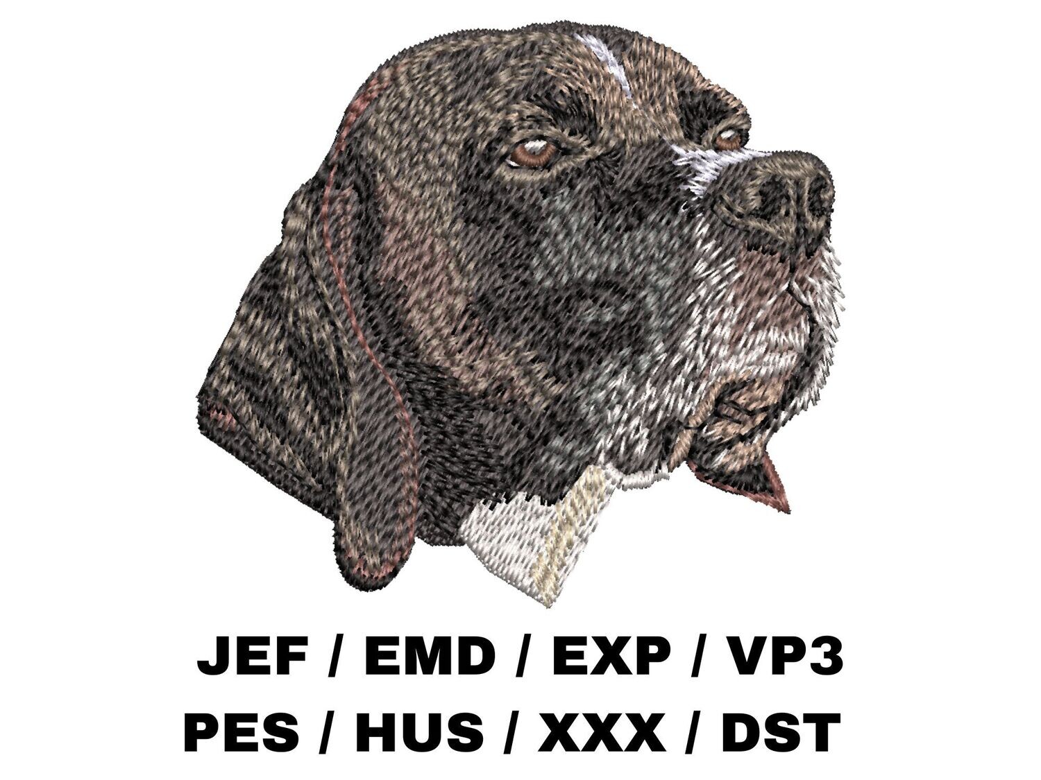English Pointer