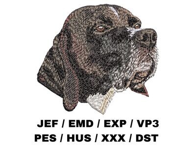 English Pointer