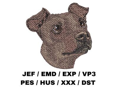 American Hairless Terrier