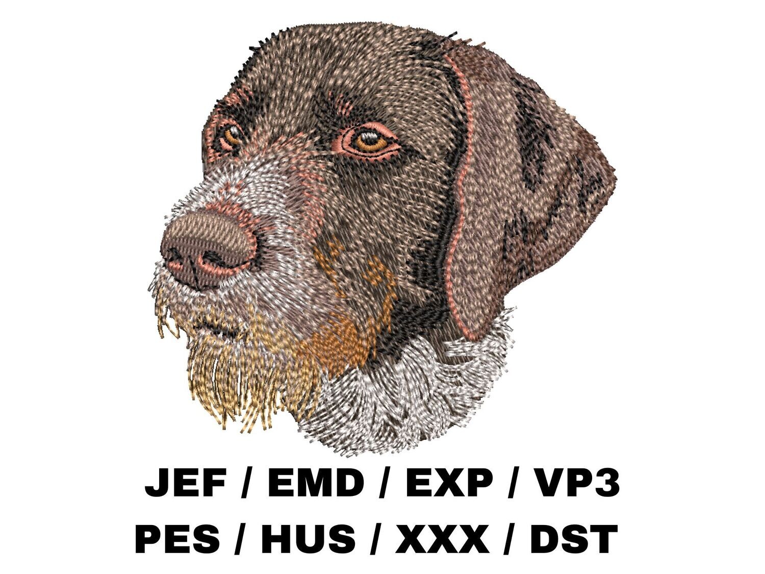 German Wirehaired Pointer 1