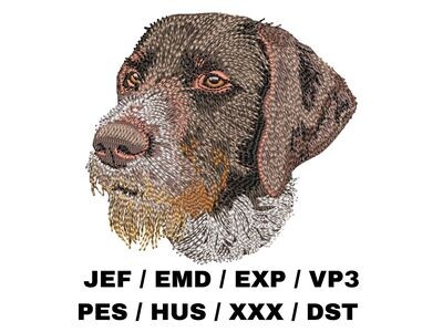 German Wirehaired Pointer 1
