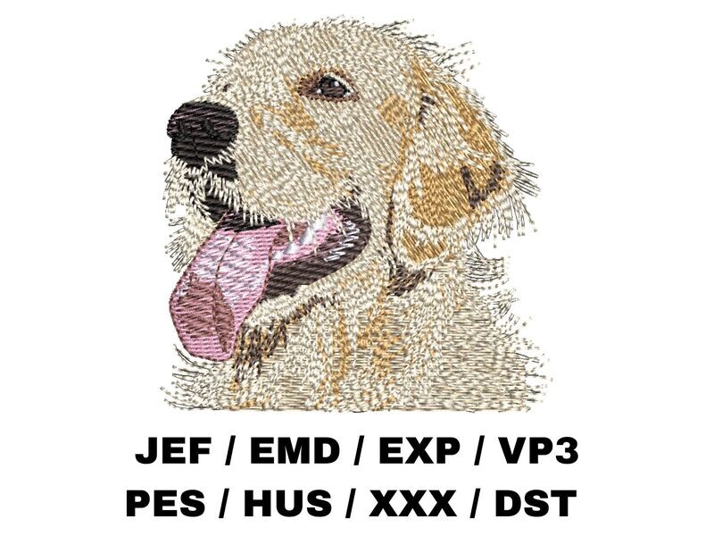 Golden Retriever 1