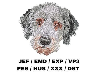 Bearded Collie 1