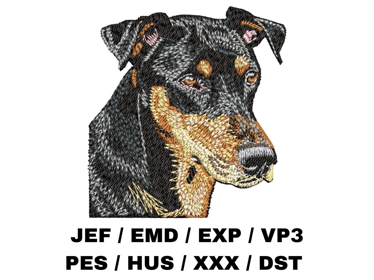 Doberman Pinscher 2