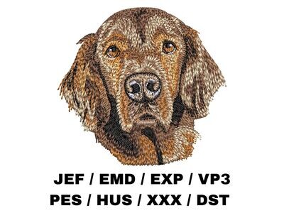 Irish Setter 1