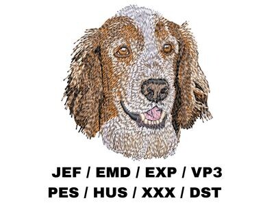 Welsh Springer Spaniel