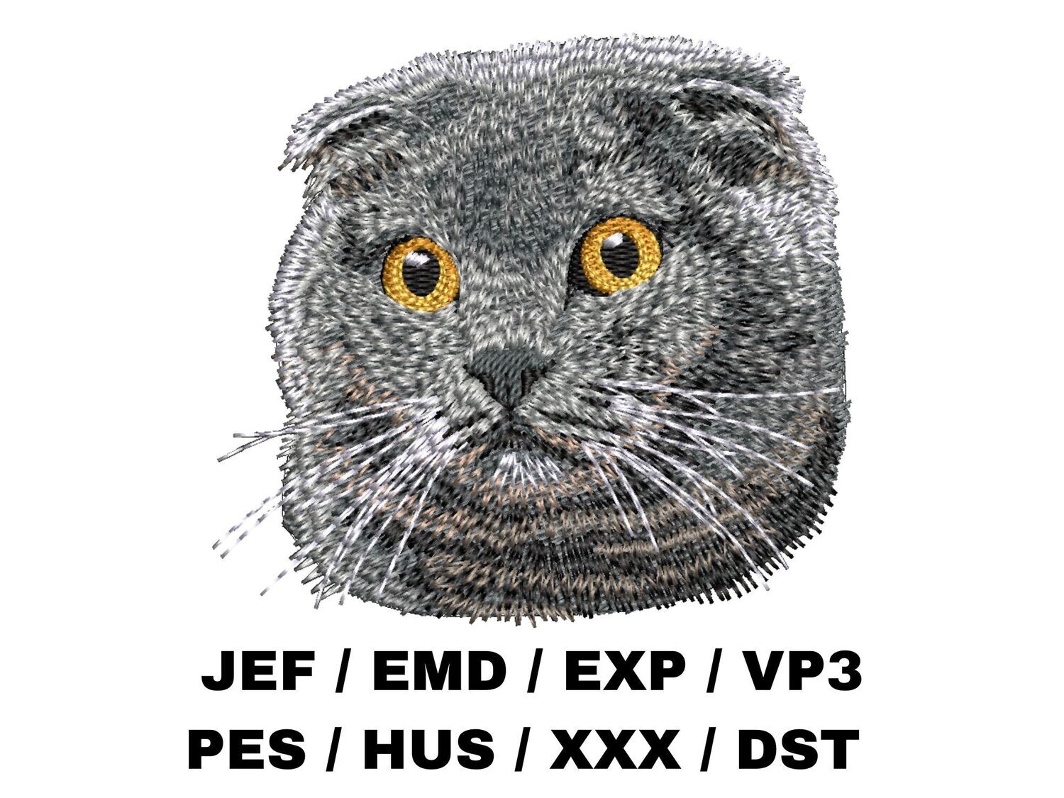 Scottish Fold 1
