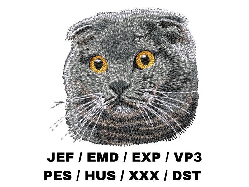 Scottish Fold 1