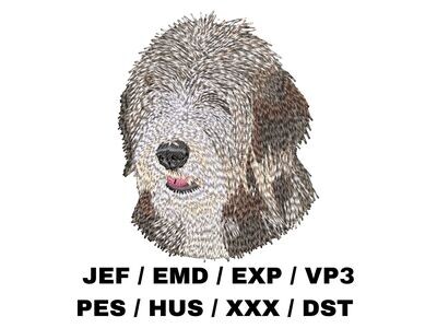 Bearded Collie 2