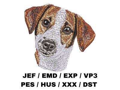 Russell Terrier 1