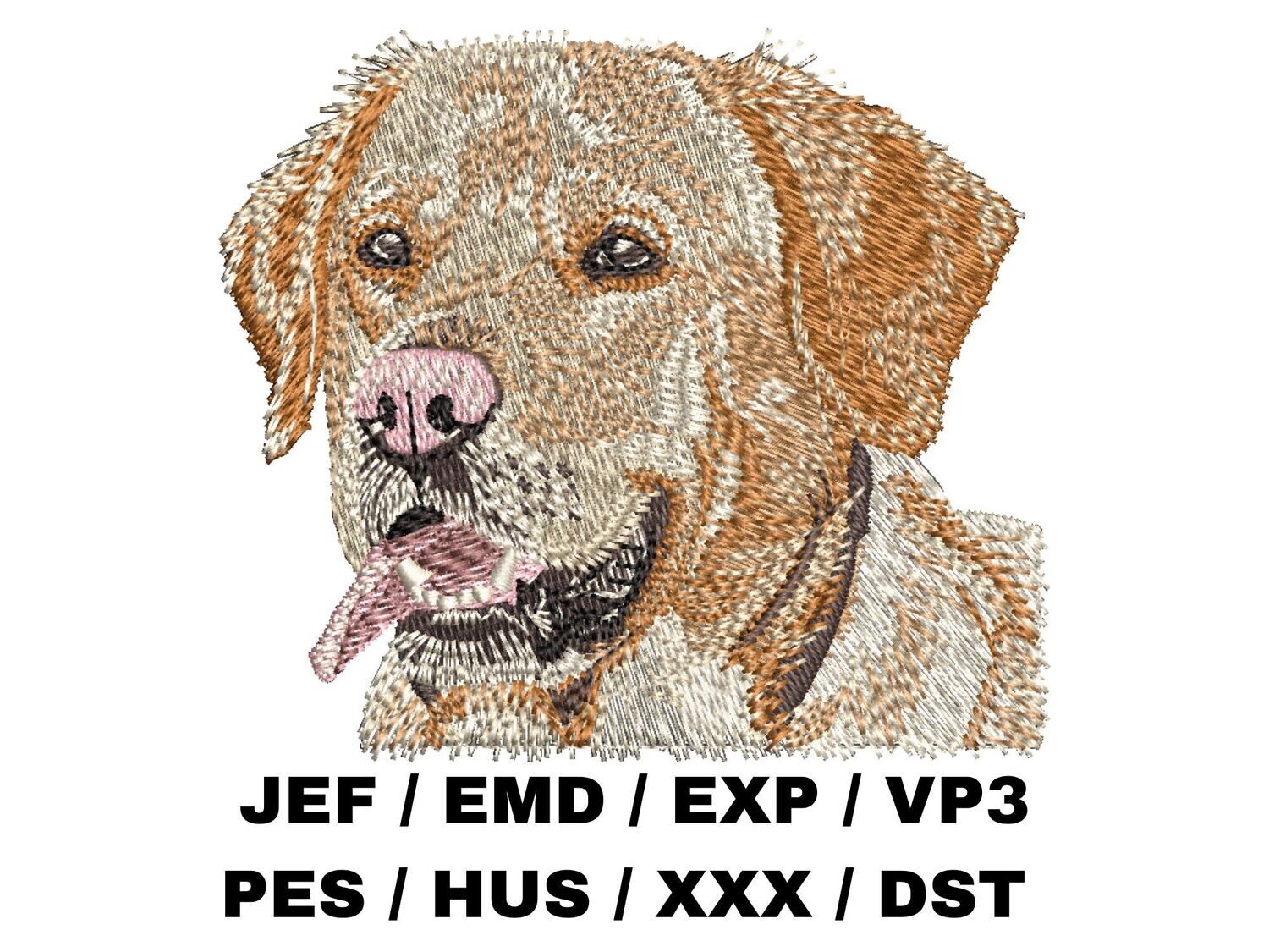 Labrador Retriever 6