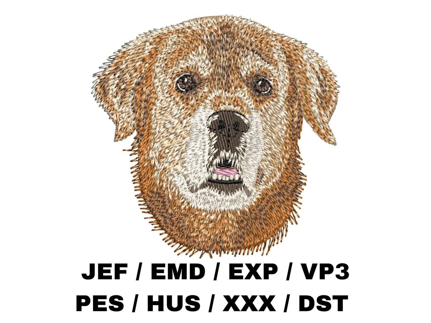 Golden Retriever 6