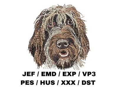Wirehaired Pointing Griffon 1